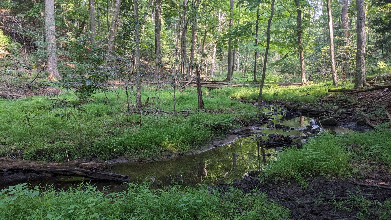 Glazier Preserve Riparian Bowl