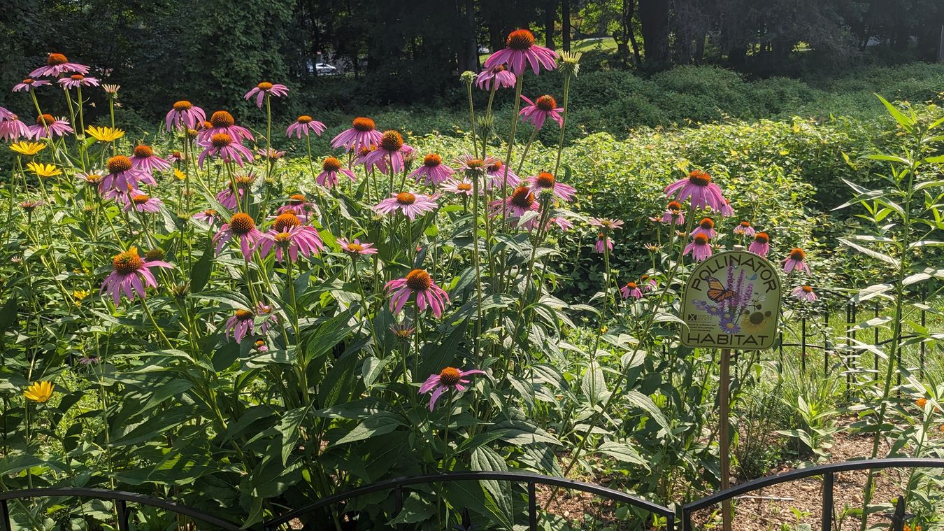 Chappaqua Library Children's Pollinator Garden