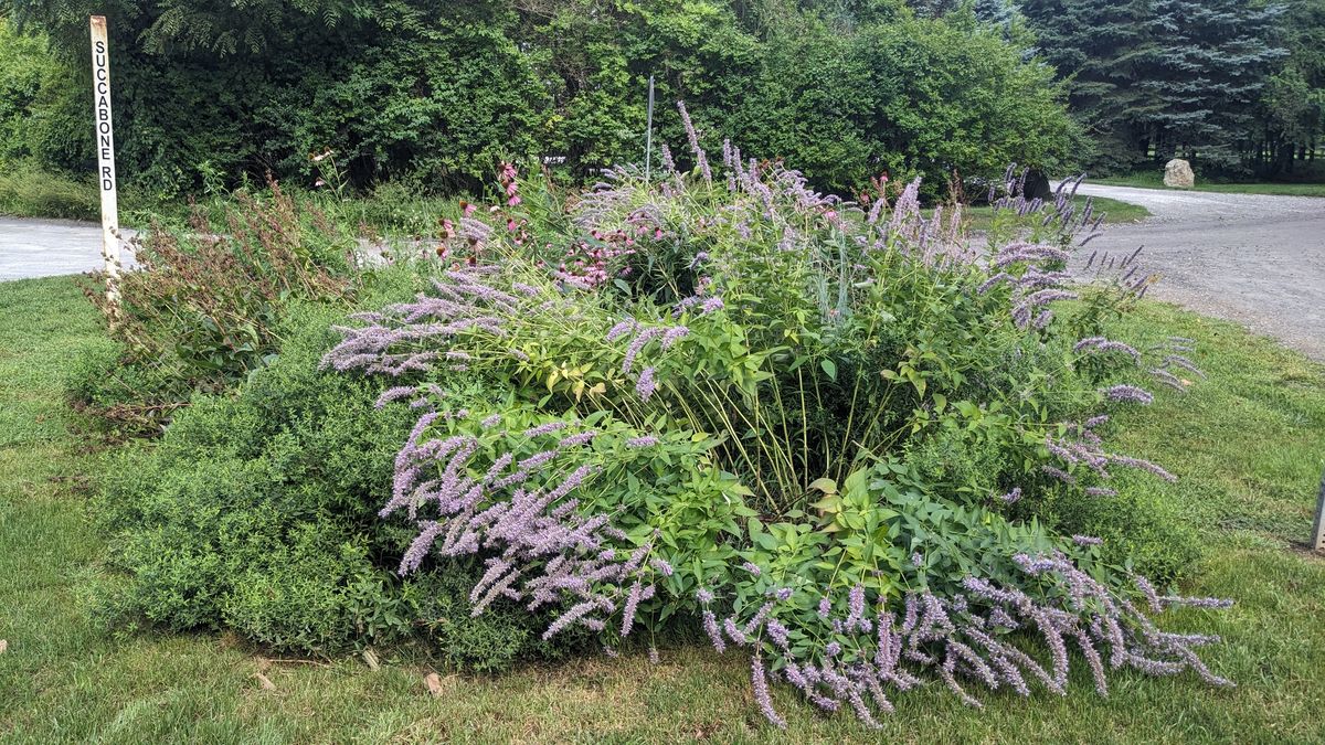 Succabone Corners Neighbors Native Plant Garden