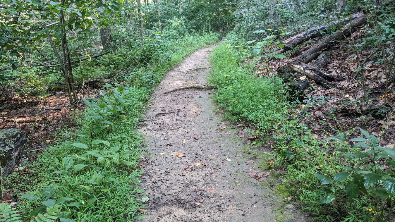Glazier Preserve Red Trail Path