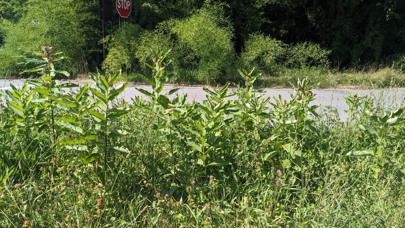 Saw Mill River Parkway Exit 34 Southbound Traffic Island