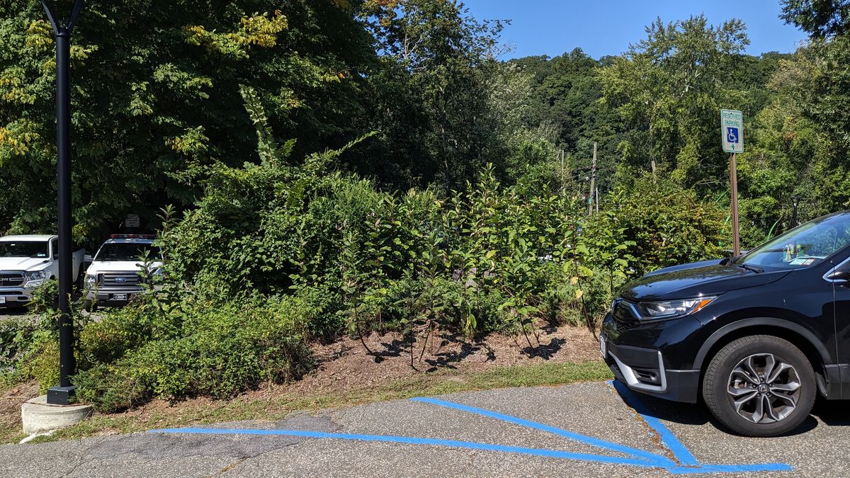 New Castle Town Hall Milkweed Garden