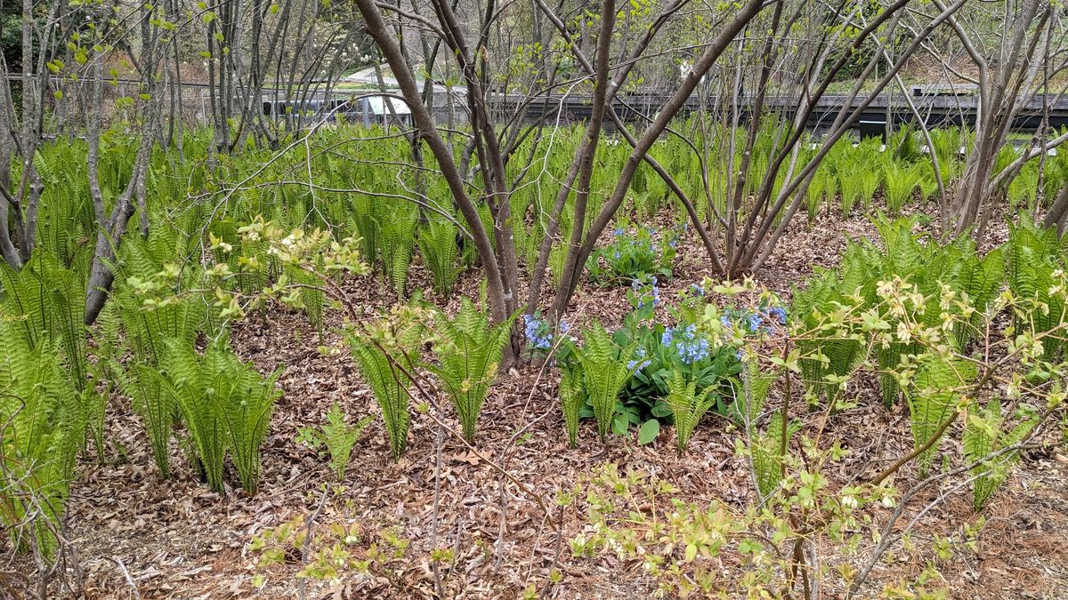 NYBG Native Garden