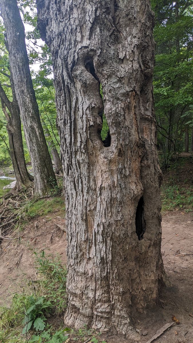 Little Deep Trail - Hollow Maple