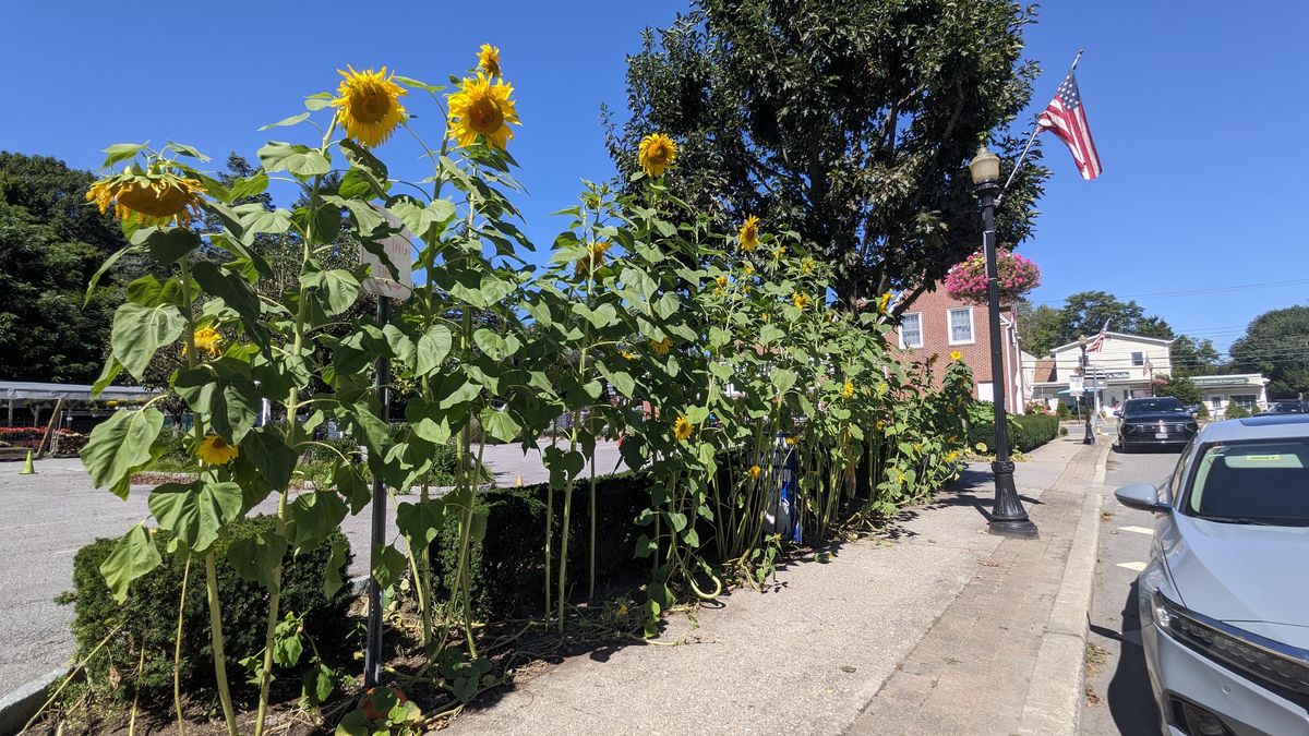 Millwood Garden Center Sidewalk