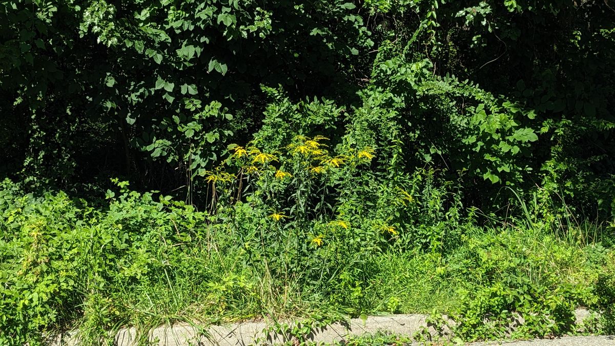 Lone Goldenrod Across from US Post Office